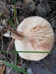 Lactarius mairei