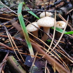 Paralepista gilva