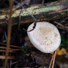 Paralepista gilva