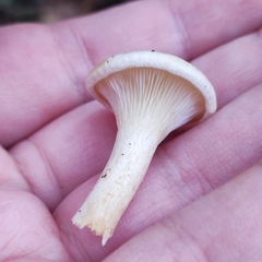 Paralepista gilva