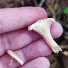 Paralepista gilva