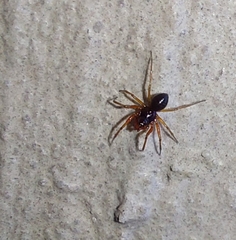 Trachelidae