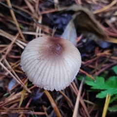 Mycena zephirus