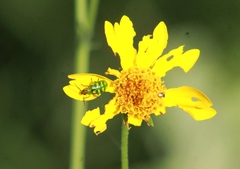 Diabrotica balteata