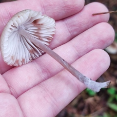 Mycena zephirus