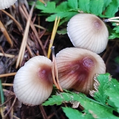 Mycena zephirus