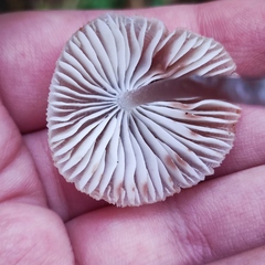 Mycena zephirus
