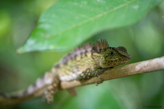 Gonocephalus bornensis