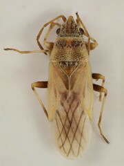 Leptodemus minutus