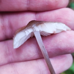 Mycena zephirus