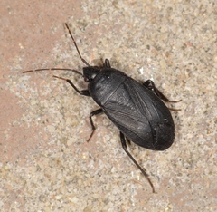 Lethaeus cribratissimus