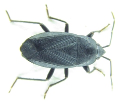 Lethaeus cribratissimus