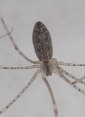 Holocnemus hispanicus