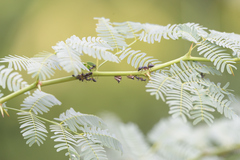 Membracidae