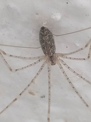 Holocnemus hispanicus