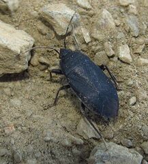 Lethaeus cribratissimus