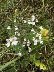 Euphrasia officinalis