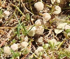 Trifolium tomentosum