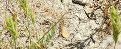 Bromus hordeaceus