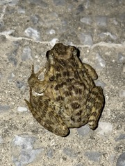 Glandirana rugosa