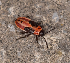 Lygaeus creticus