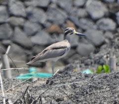 Esacus recurvirostris