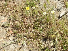 Trifolium tomentosum