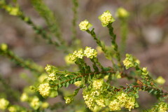 Pimelea flava flava