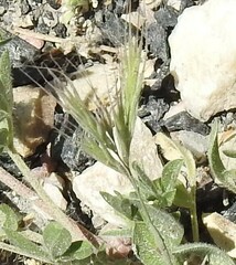 Bromus madritensis