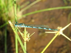 Austrolestes annulosus