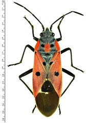 Lygaeus creticus