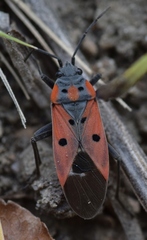 Lygaeus creticus