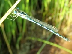 Austrolestes annulosus