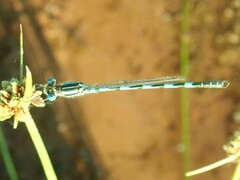 Austrolestes annulosus