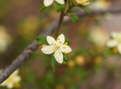 Asterolasia asteriscophora albiflora