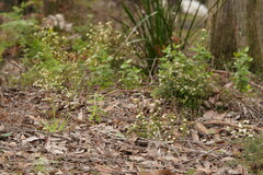 Asterolasia asteriscophora albiflora