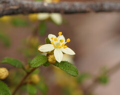 Asterolasia asteriscophora albiflora