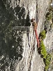 Sympetrum vulgatum