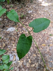 Leichhardtia rostrata
