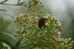 Hologymnetis cinerea