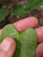 Leichhardtia rostrata