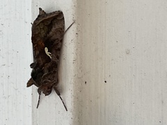 Autographa