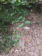 Leichhardtia rostrata