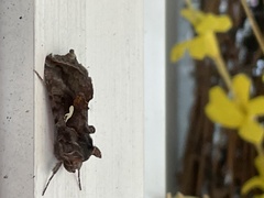 Autographa
