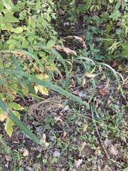 Chasmanthium latifolium