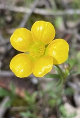 Ranunculus lappaceus
