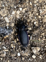 Carabus purpurascens