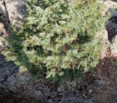 Juniperus