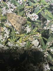 Agrotis infusa