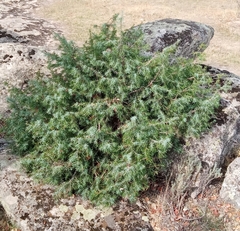 Juniperus